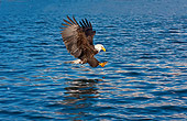 BRD 02 RW0007 01
Bald Eagle Diving Toward Water