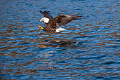 BRD 02 RW0008 01
Bald Eagle Diving Toward Water