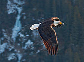 BRD 02 RW0010 01
Bald Eagle Flying