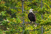 BRD 02 TK0001 01
Bald Eagle Sitting In Spruce Tree Nova Scotia