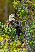 BRD 02 TK0002 01
Bald Eagle Sitting In Spruce Tree Nova Scotia