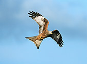 BRD 02 WF0001 01
Red Kite Flying In Stormy Sky