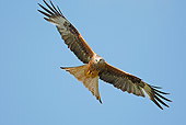 BRD 02 WF0002 01
Red Kite Flying Against Blue Sky
