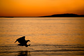 BRD 02 WF0004 01
Silhouette Of White-Tailed Eagle Catching Fish At Sunset