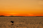 BRD 02 WF0005 01
Silhouette Of White-Tailed Eagle Catching Fish At Sunset