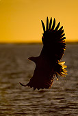 BRD 02 WF0006 01
White-Tailed Eagle Flying Over Water With Fish In Talons At Sunset