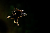 BRD 02 WF0007 01
White-Tailed Eagle In Flight Profile