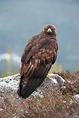 BRD 02 WF0008 01
Golden Eagle Perched On Rock