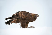 BRD 02 WF0009 01
Golden Eagle Standing In Snow Eating Kill
