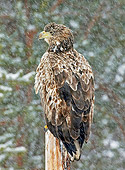 BRD 02 WF0010 01
Back View Of White-Tailed Eagle Sitting On Wooden Post In Snow