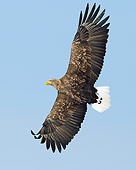 BRD 02 WF0011 01
White-Tailed Eagle In Flight Against Blue Sky