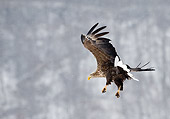 BRD 02 WF0012 01
White-Tailed Eagle Approaching Landing In Falling Snow