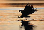 BRD 02 WF0013 01
Silhouette Of White-Tailed Eagle Catching Fish At Sunset