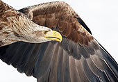 BRD 02 WF0014 01
Portrait Of White-Tailed Eagle In Flight On White Seamless