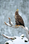 BRD 02 WF0015 01
White-Tailed Eagle Male Perched On Snowy Branch Calling Mate