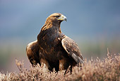 BRD 02 WF0016 01
Golden Eagle Sitting On Heather Moor