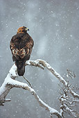 BRD 02 WF0017 01
Back View Of Golden Eagle Perched On Tree Branch In Falling Snow