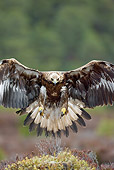 BRD 02 WF0018 01
Portrait Of Golden Eagle Approaching Landing