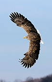 BRD 02 WF0019 01
White-Tailed Eagle In Flight