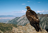 BRD 02 DB0001 01
Golden Eagle Perching Atop Rocky Mountains