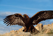 BRD 02 DB0002 01
Golden Eagle Spreading Wings On Mountain