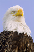 BRD 02 JM0001 01
Portrait Head Shot Of Bald Eagle