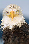 BRD 02 JM0002 01
Portrait Head Shot Of Bald Eagle
