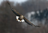 BRD 02 KH0001 01
White-Tailed Eagle Soaring