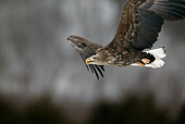BRD 02 KH0002 01
White-Tailed Eagle Soaring