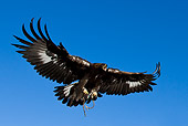 BRD 02 KH0003 01
Golden Eagle Soaring In Blue Sky Hunting In Mongolia