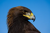 BRD 02 KH0004 01
Head Shot Of Golden Eagle