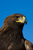 BRD 02 KH0005 01
Head Shot Of Golden Eagle