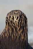 BRD 02 KH0006 01
Head Shot Of Back Of Golden Eagle's Head