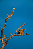 BRD 02 KH0007 01
Tawny Eagle Perching On Dead Tree Branch