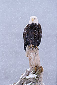 BRD 02 LS0001 01
Portrait Of Bald Eagle Perching On Post In Snowstorm Alaska