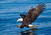 BRD 02 LS0002 01
Profile Of Bald Eagle Skimming Over Lake To Catch Fish Alaska