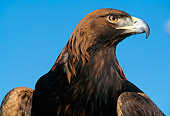 BRD 02 LS0003 01
Portrait Profile Head Shot Of Golden Eagle Blue Sky