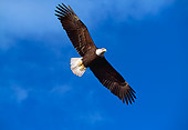 BRD 02 LS0004 01
Bald Eagle Soaring Blue Sky Alaska