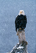 BRD 02 LS0005 01
Portrait Of Bald Eagle Perching On Post In Snowstorm Alaska