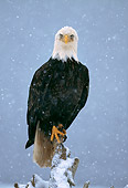 BRD 02 LS0006 01
Portrait Of Bald Eagle Perching On Post In Snowstorm Alaska