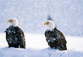 BRD 02 LS0007 01
Two Bald Eagles Sitting In Snow In Snowstorm Alaska
