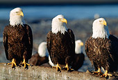 BRD 02 LS0008 01
Bald Eagles Sitting On Log