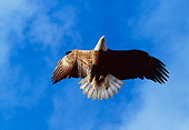 BRD 02 LS0009 01
Bald Eagle Soaring Blue Sky Alaska