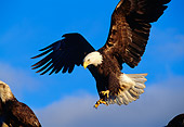 BRD 02 LS0010 01
Bald Eagle Landing Blue Sky Alaska