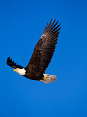 BRD 02 NE0001 01
Bald Eagle Flying Blue Sky Alaska