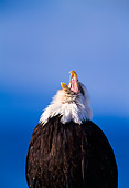 BRD 02 NE0003 01
Bald Eagle Screeching Alaska