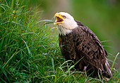 BRD 02 NE0004 01
Bald Eagle Sitting In Grass Screeching Alaska