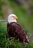 BRD 02 NE0005 01
Bald Eagle Sitting In Grass Alaska