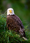 BRD 02 NE0006 01
Bald Eagle Sitting In Grass Alaska