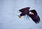BRD 02 NE0010 01
Bald Eagle Fishing Over Water Alaska